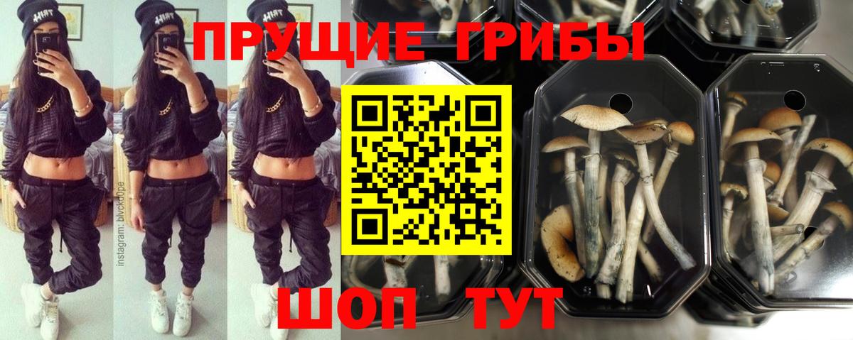 Псилоцибиновые грибы Psilocybine cubensis Вязники